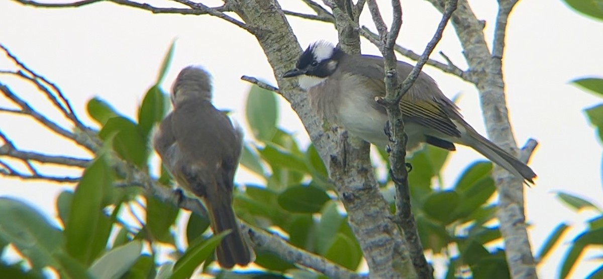 Light-vented Bulbul - ML624576160