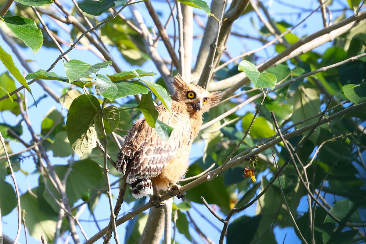 Buffy Fish-Owl - ML624576163