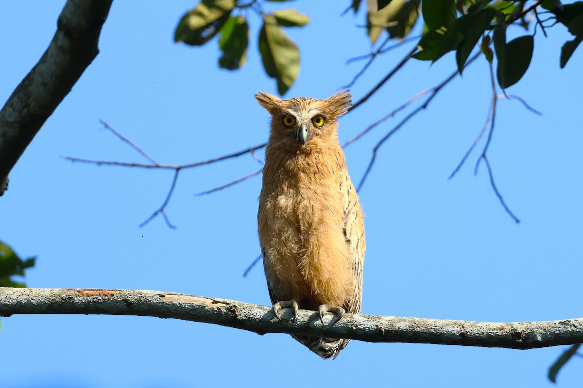 Buffy Fish-Owl - ML624576164