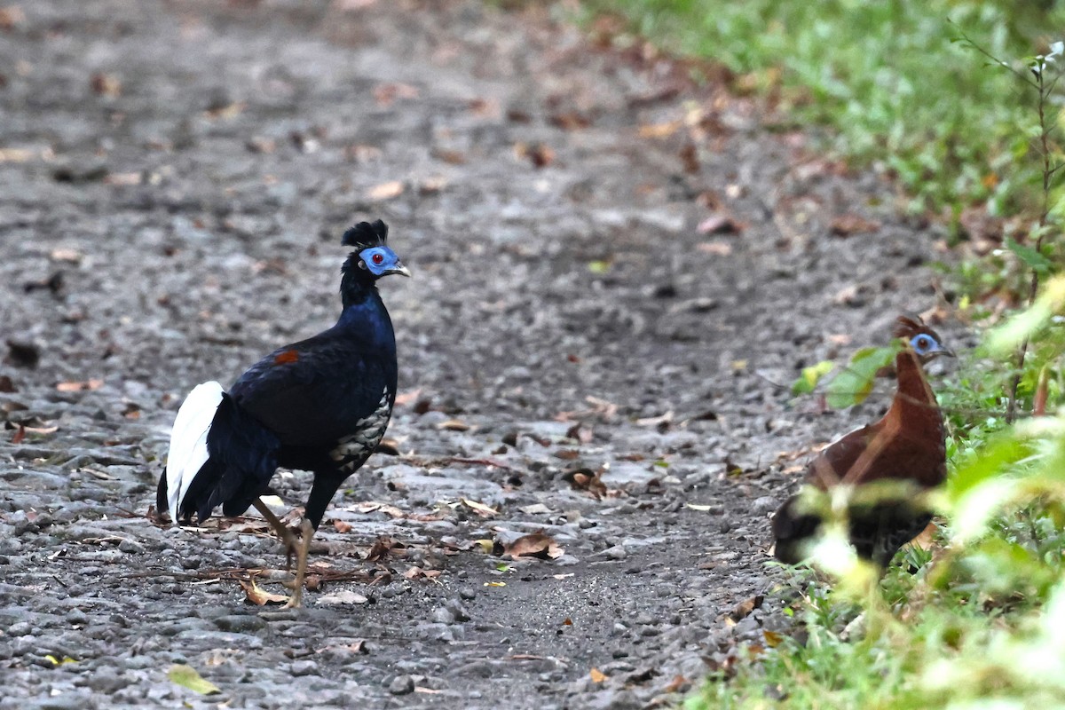 Malayan Crested Fireback - ML624576177