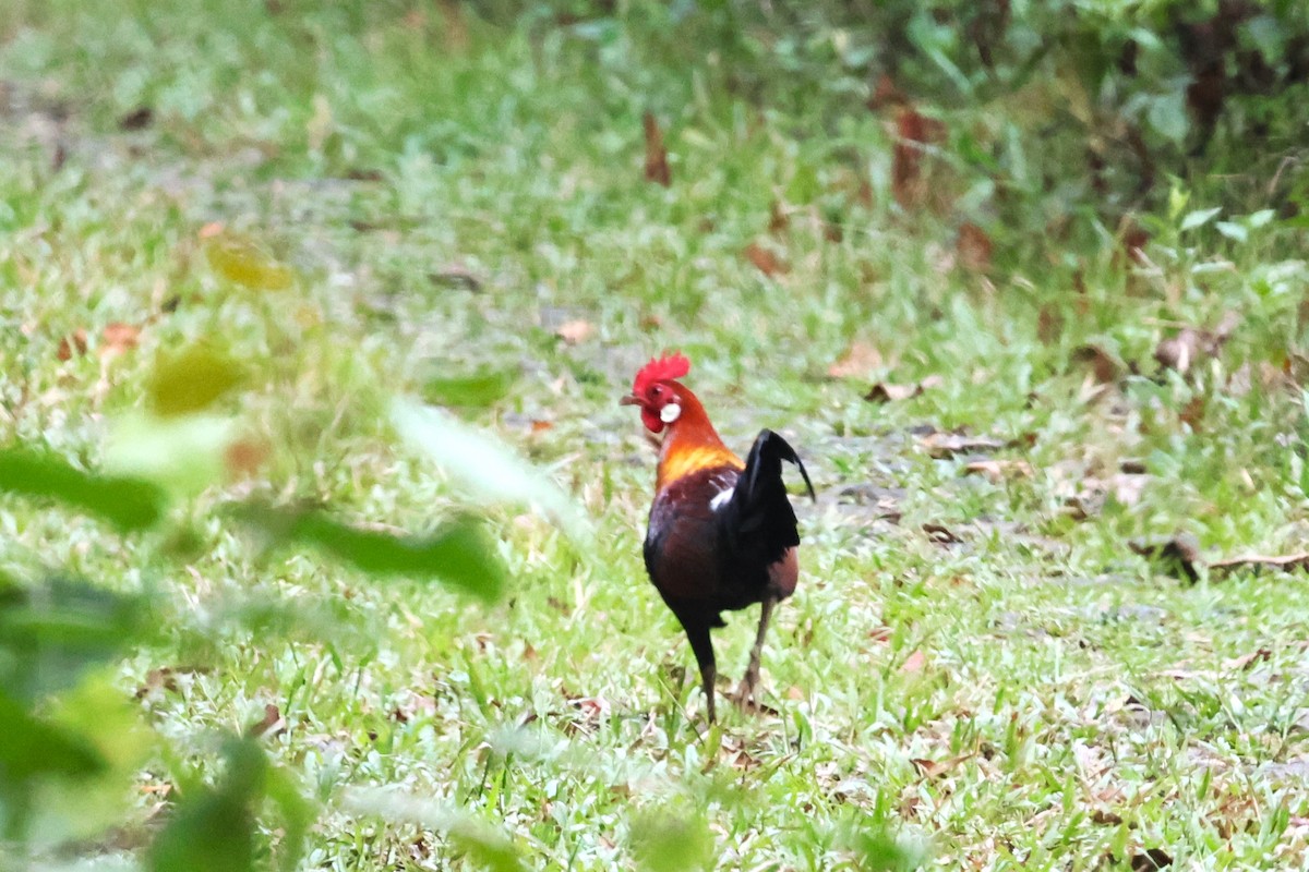 Red Junglefowl - ML624576185