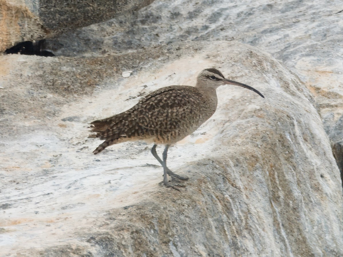 Whimbrel - Merryl Edelstein