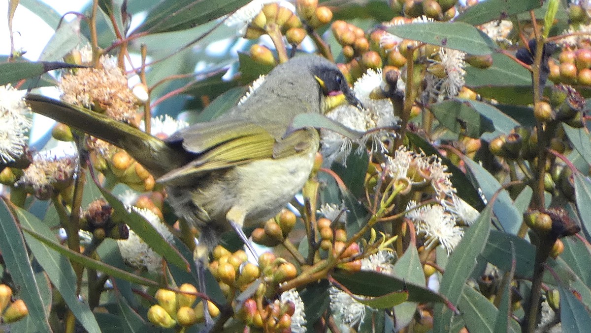 Purple-gaped Honeyeater - ML624576204
