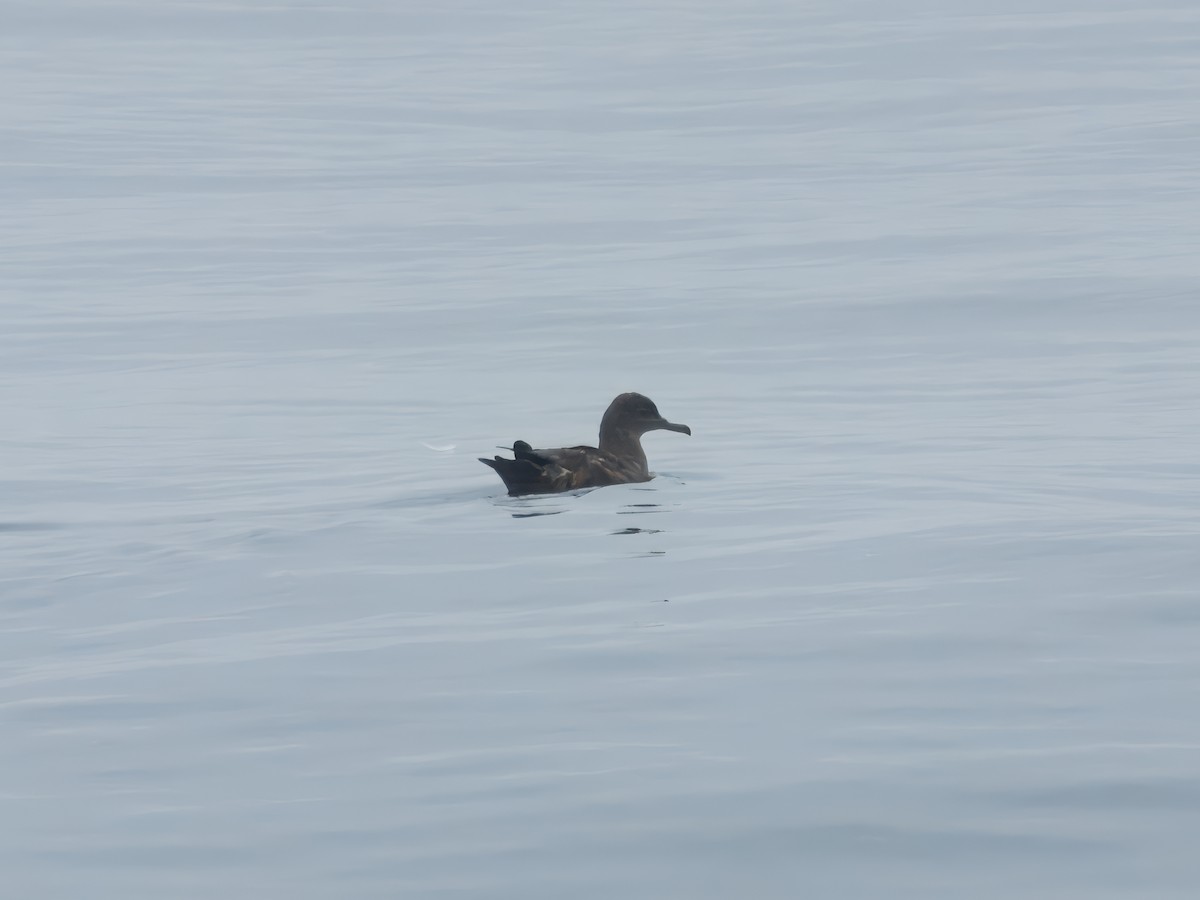 Sooty Shearwater - Merryl Edelstein