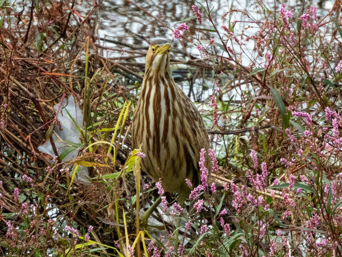 American Bittern - ML624576227