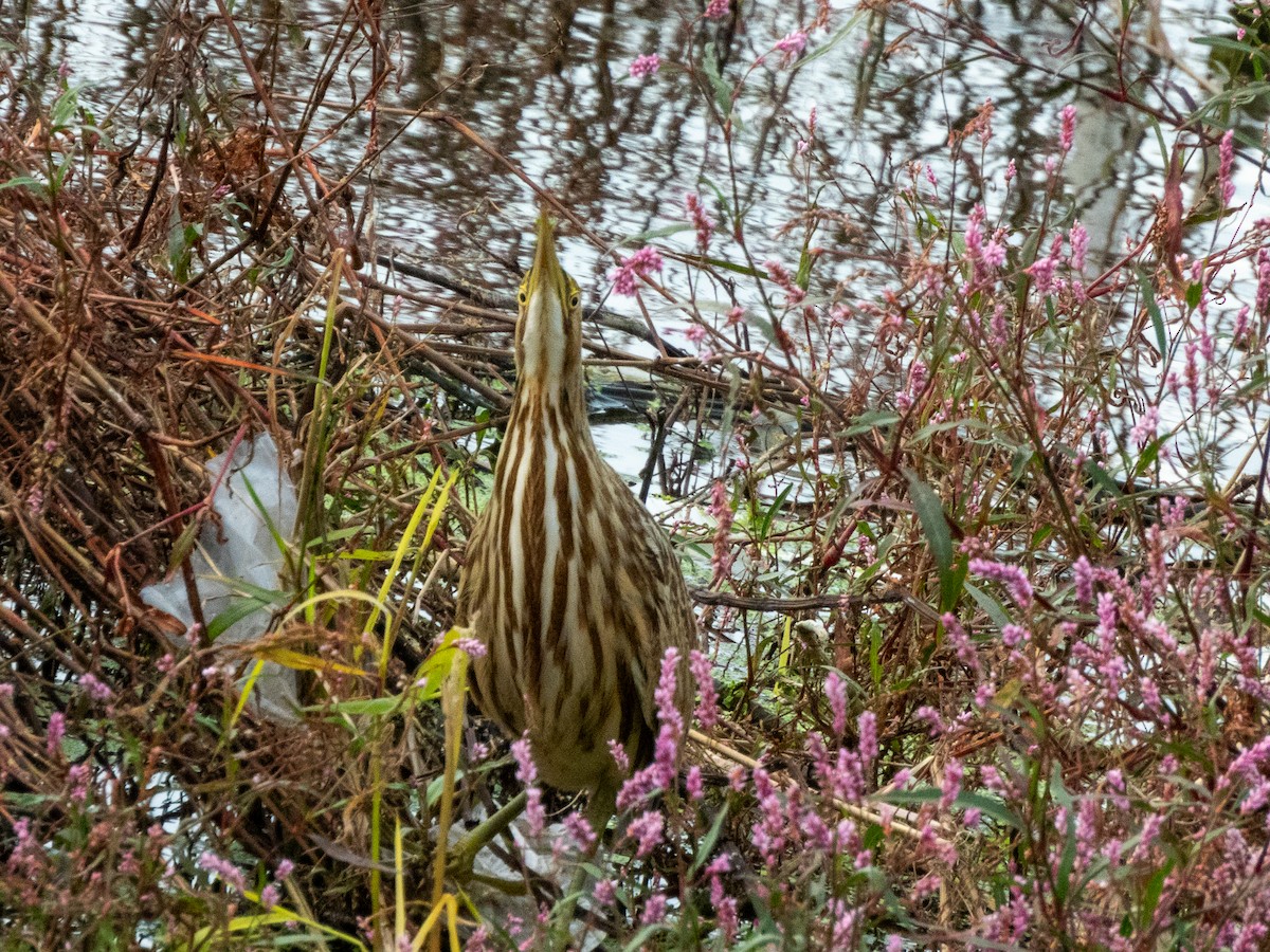 American Bittern - ML624576228