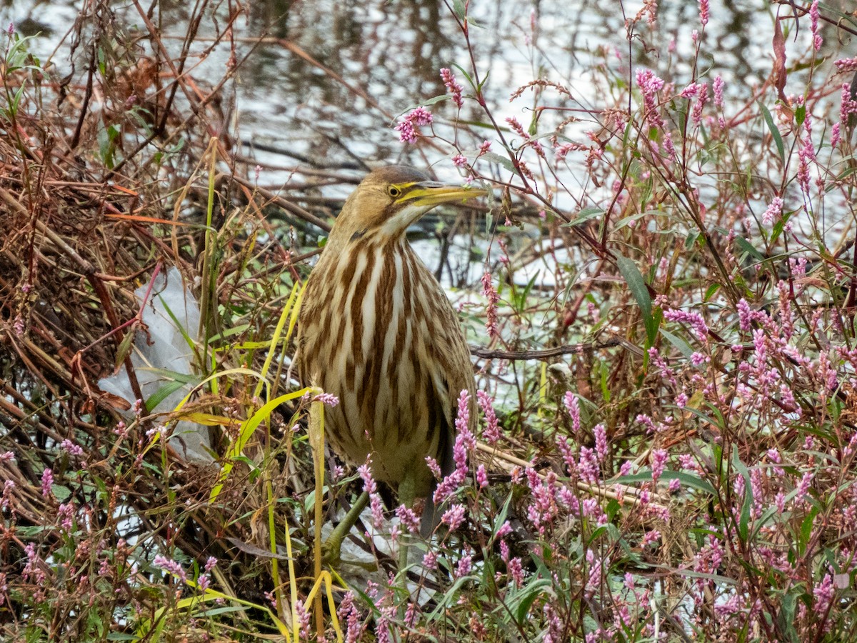 American Bittern - ML624576229