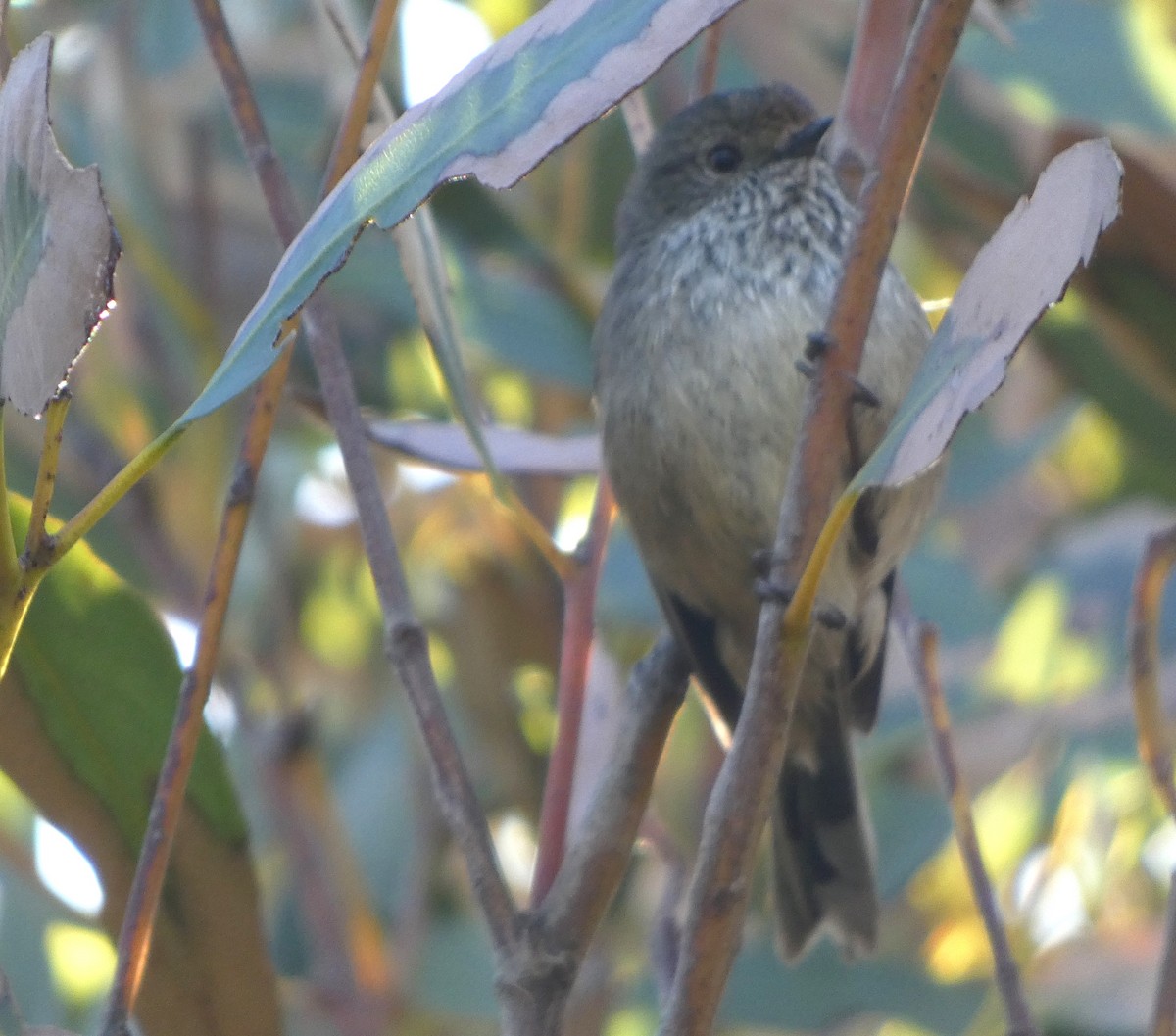 Brown Thornbill - ML624576232