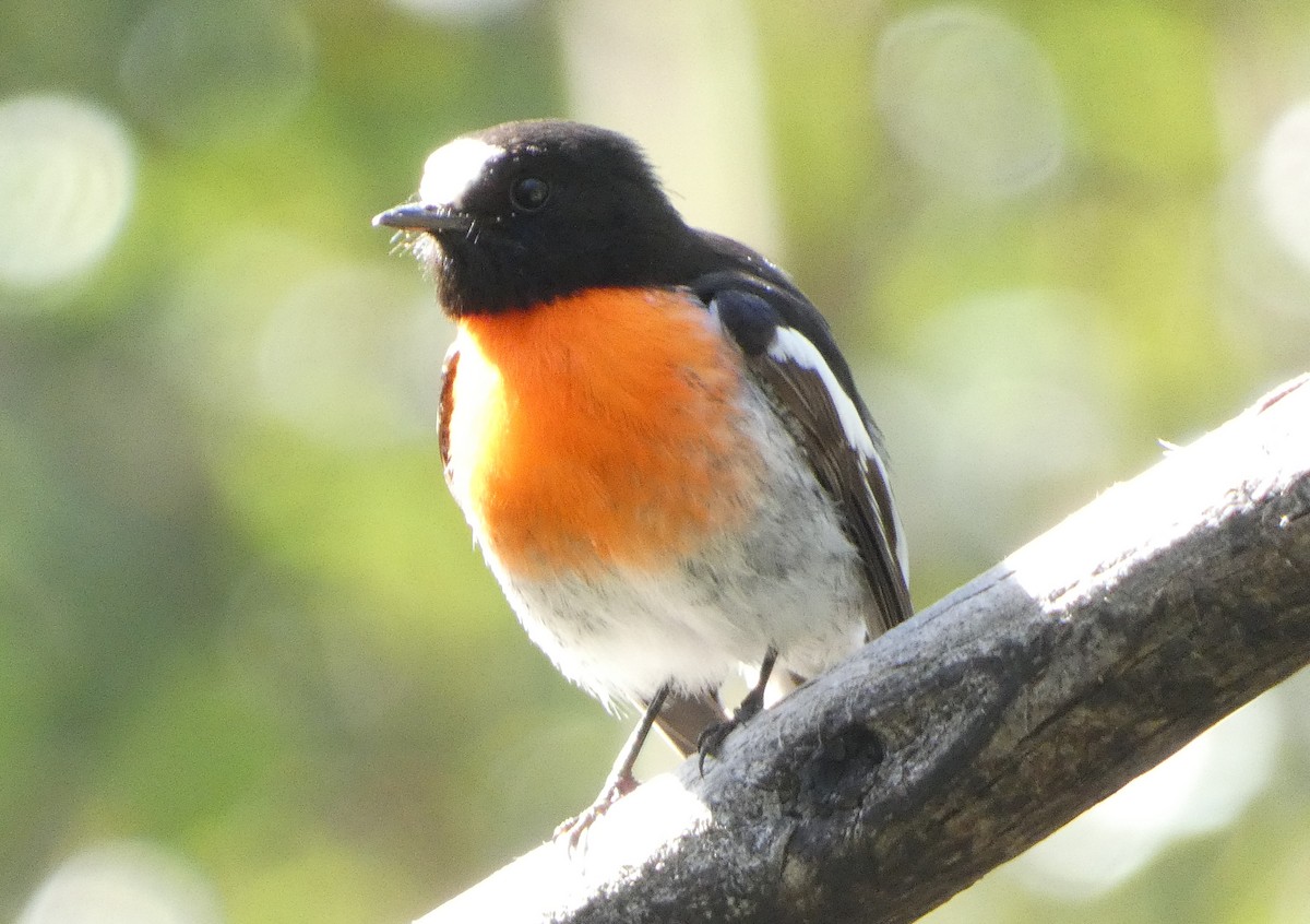 Scarlet Robin (Scarlet) - ML624576251