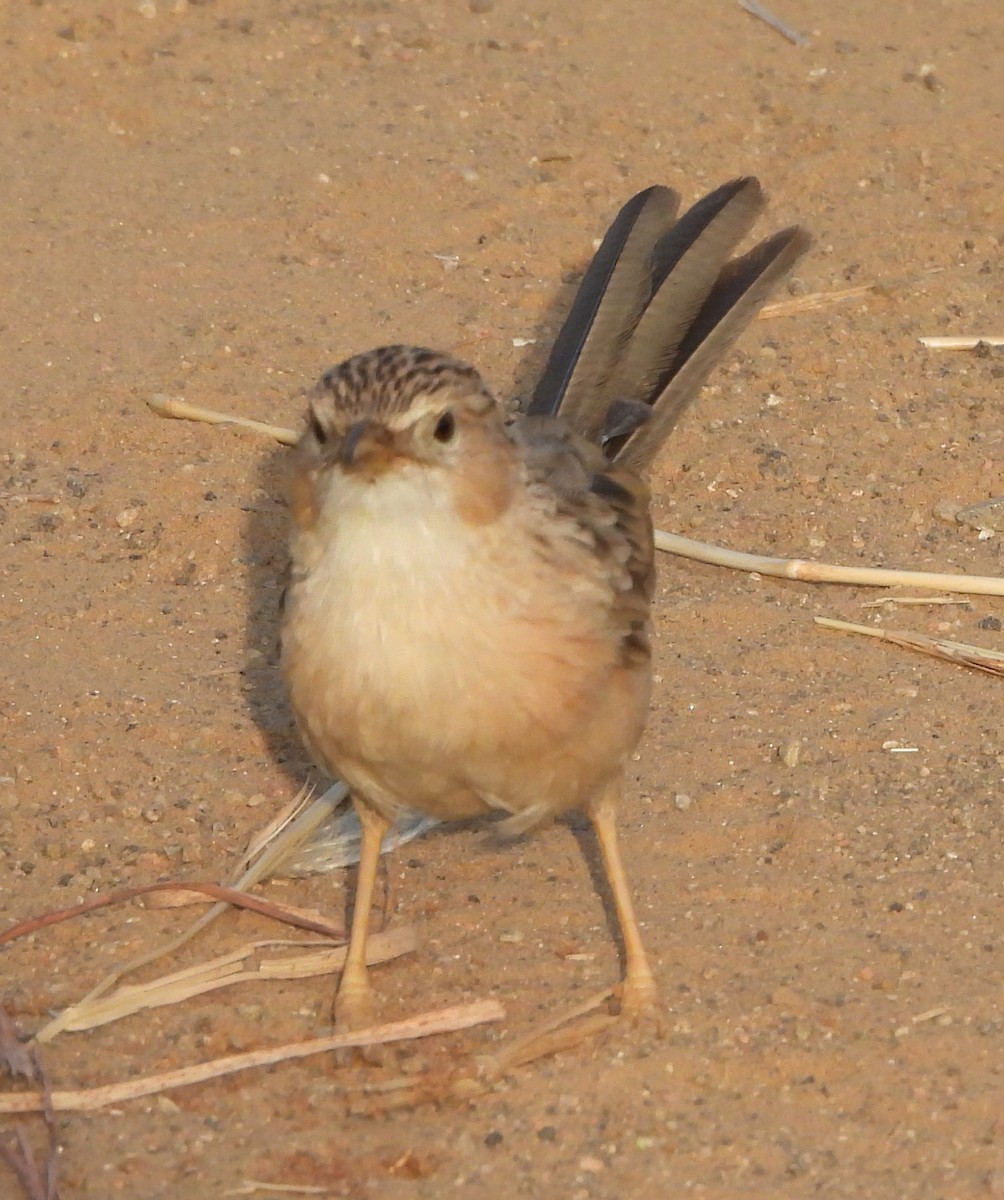 Common Babbler - ML624576265