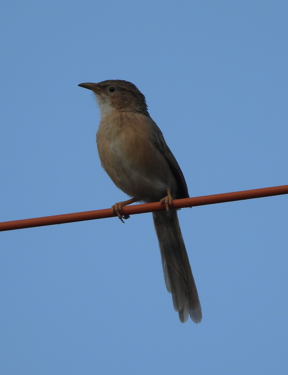 Common Babbler - ML624576266