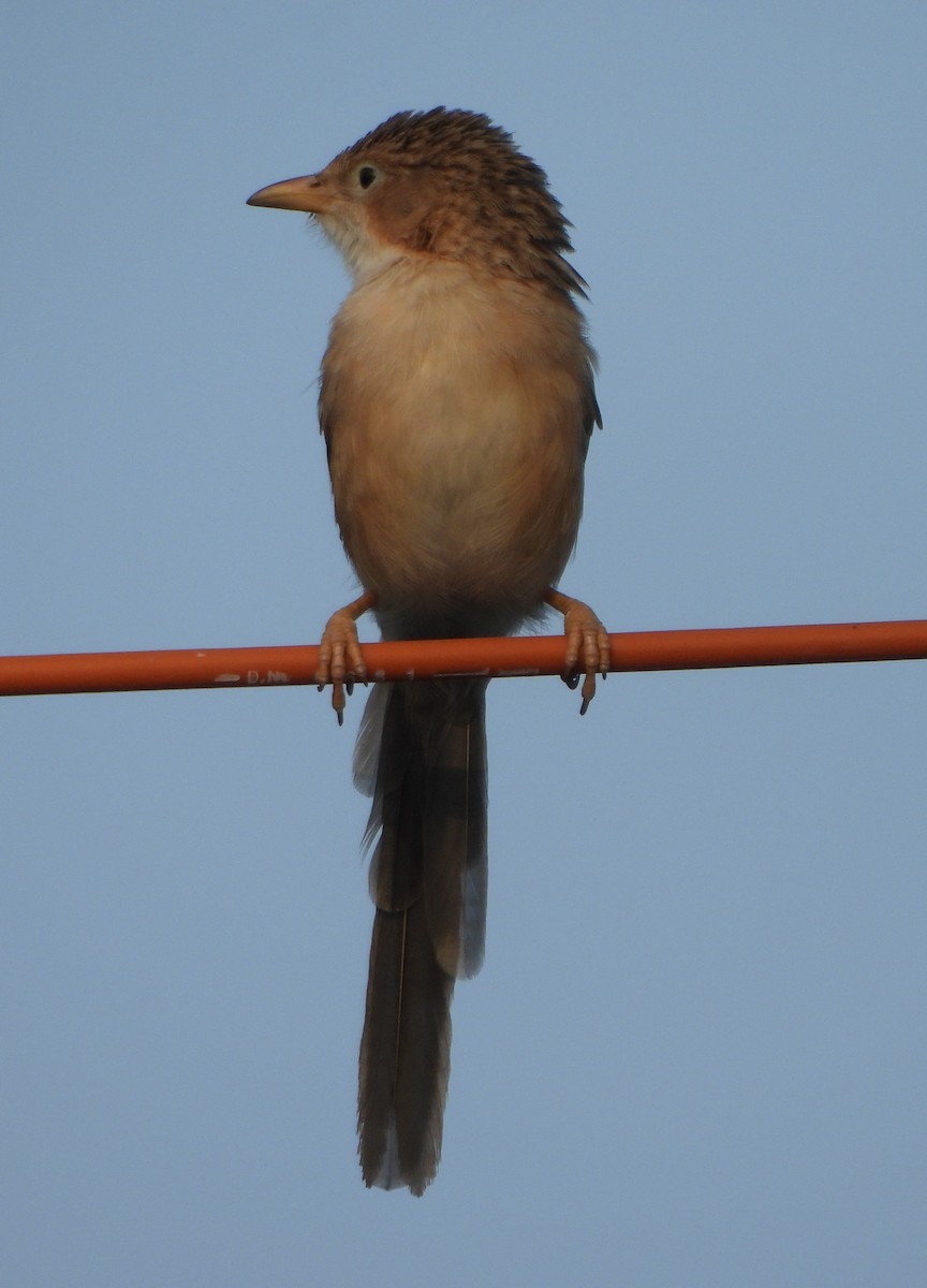 Common Babbler - ML624576267