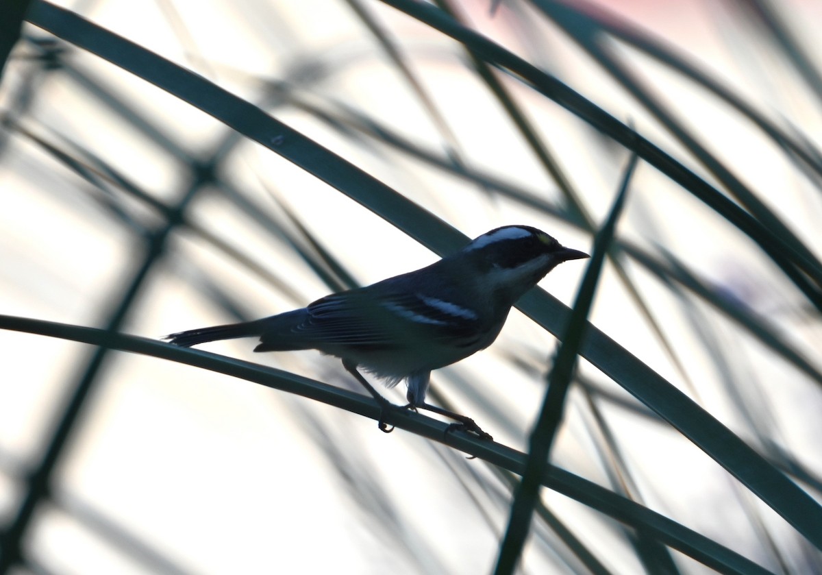 Black-throated Gray Warbler - ML624576268