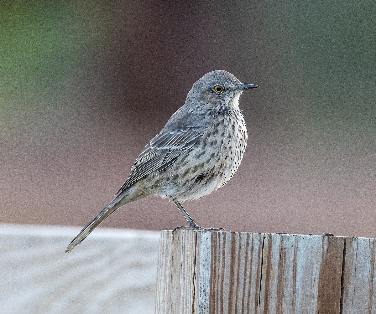 Sage Thrasher - ML624576269