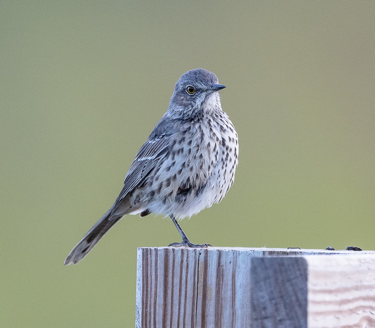 Sage Thrasher - ML624576270