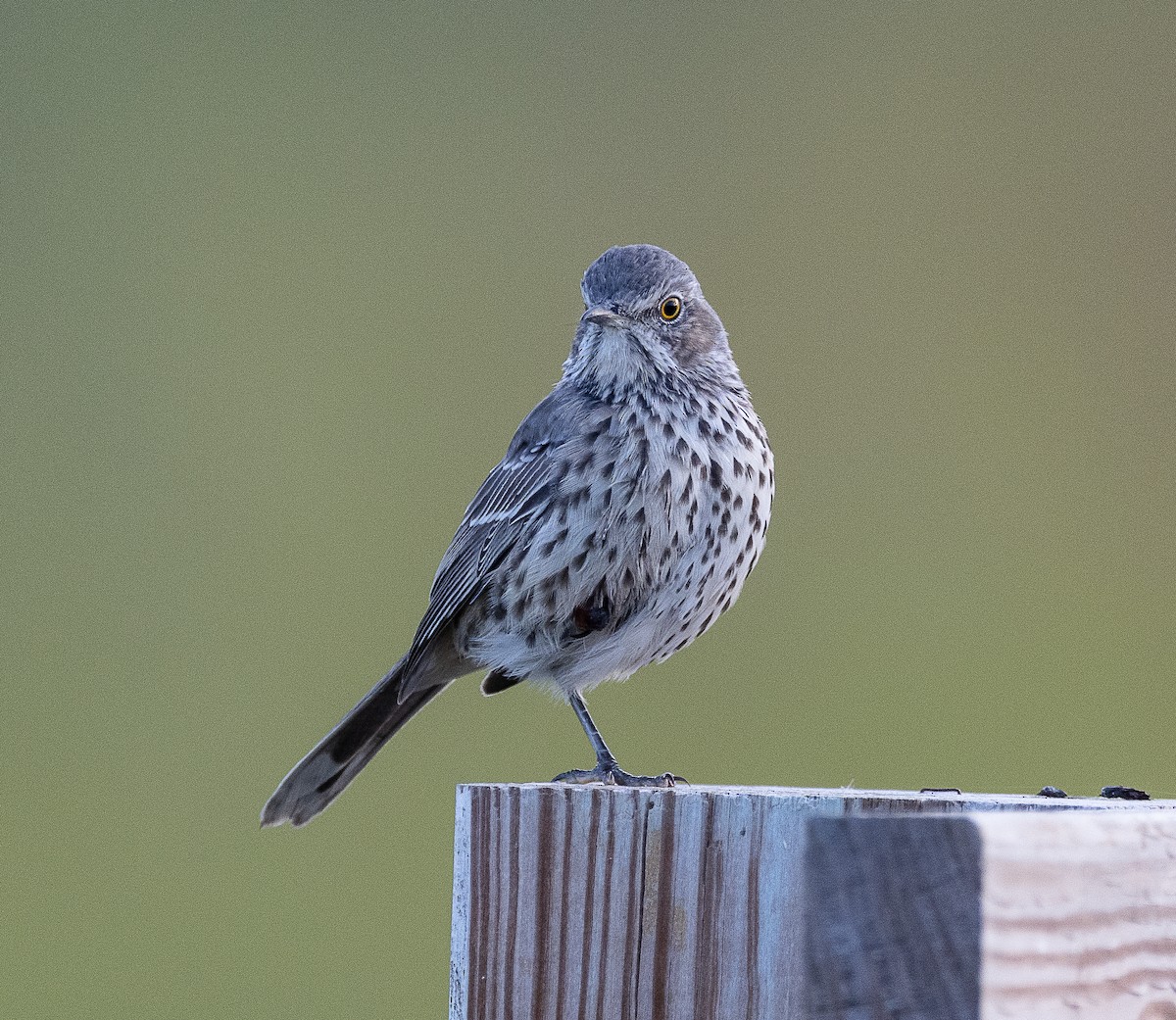 Sage Thrasher - ML624576271