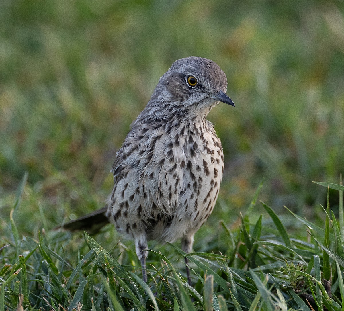 Sage Thrasher - ML624576273