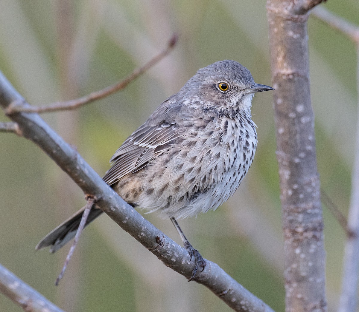 Sage Thrasher - ML624576277