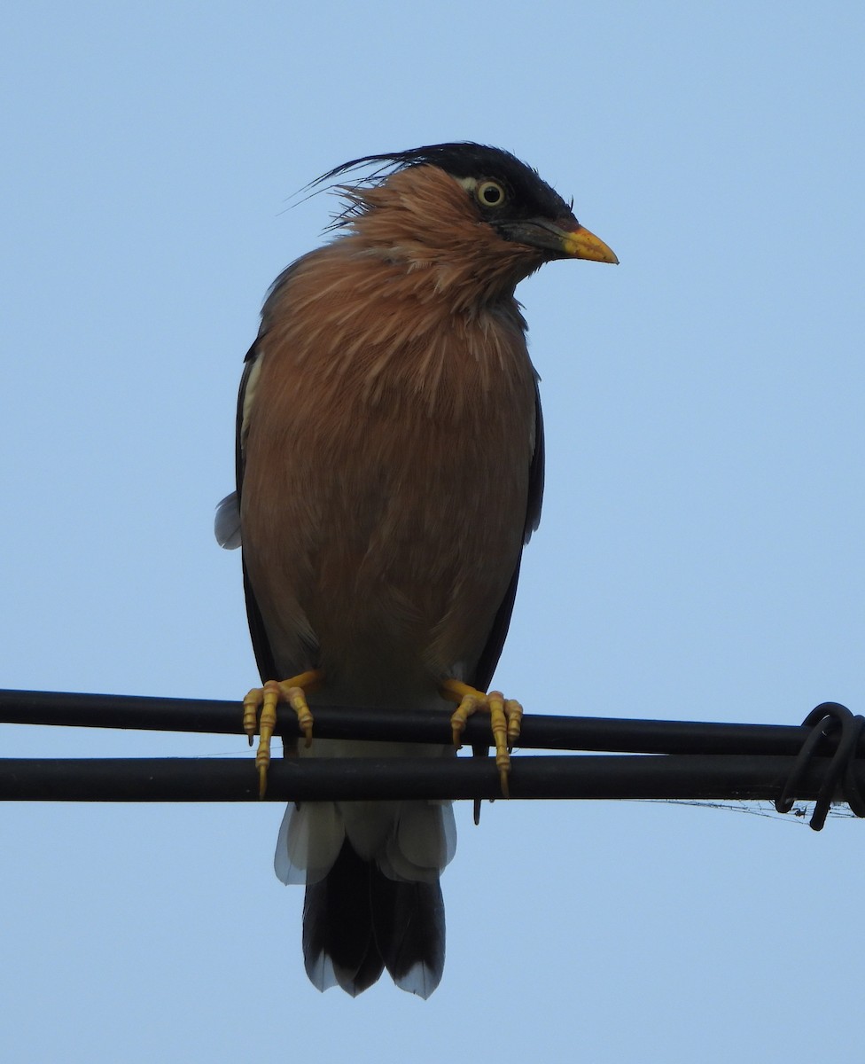 Brahminy Starling - ML624576278