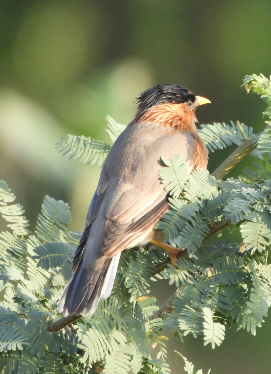 Brahminy Starling - Prof Chandan Singh Dalawat