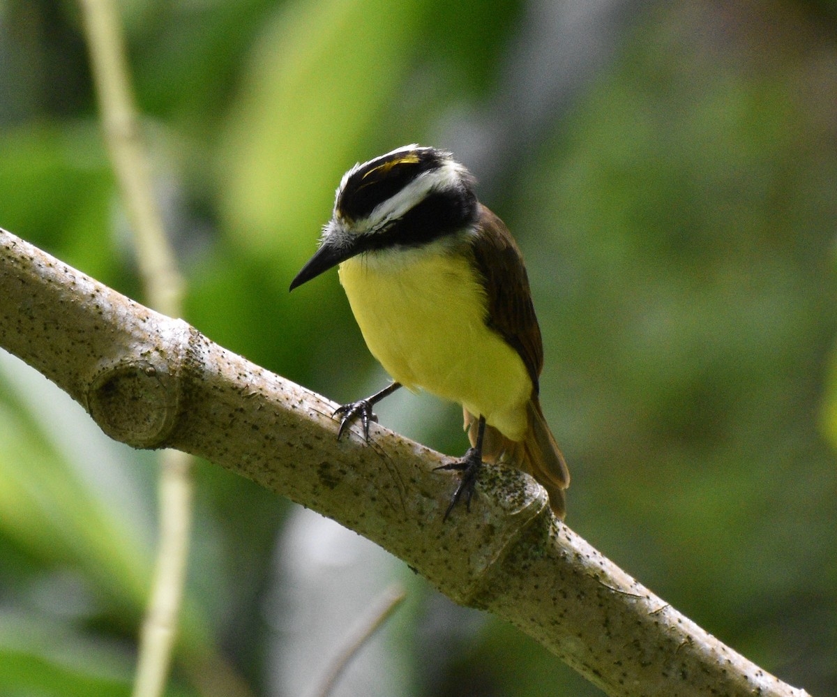 Boat-billed Flycatcher - ML624576280