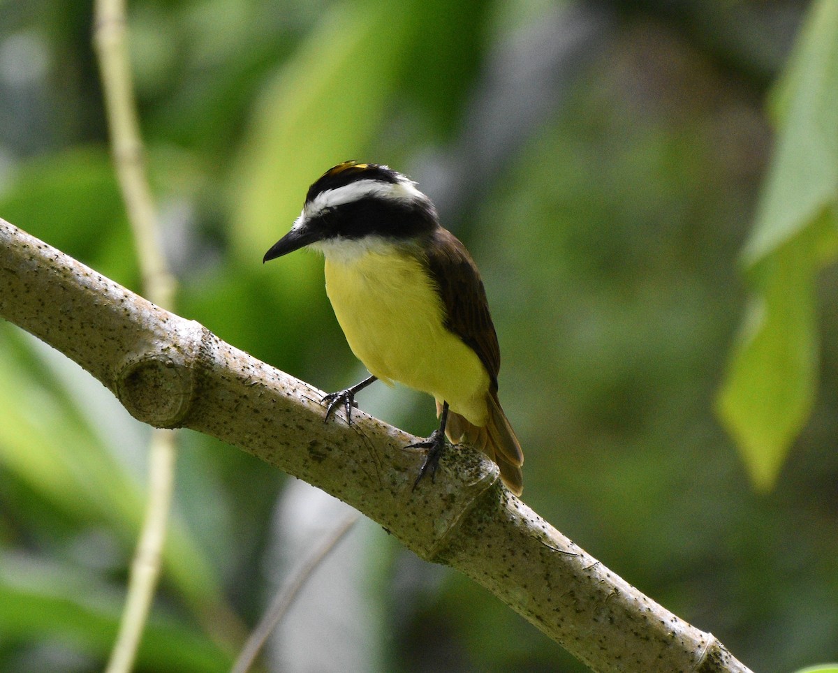 Boat-billed Flycatcher - ML624576281