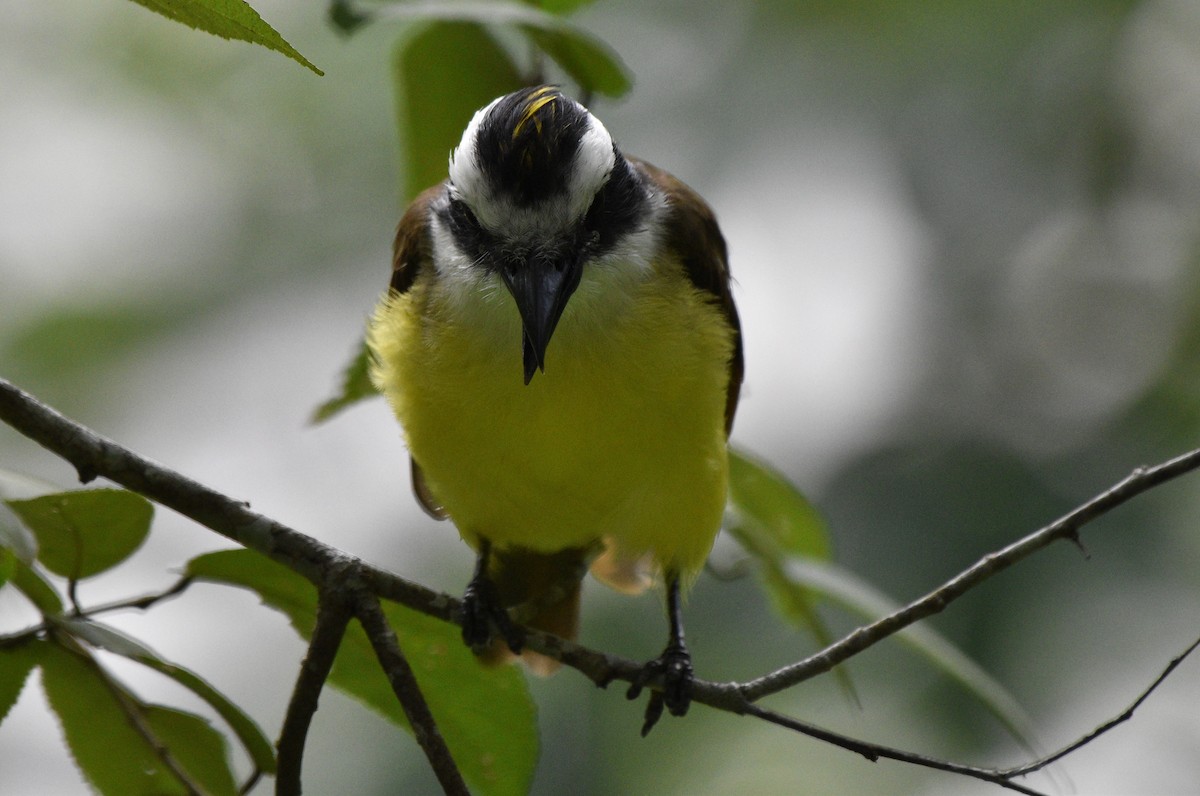 Boat-billed Flycatcher - ML624576282