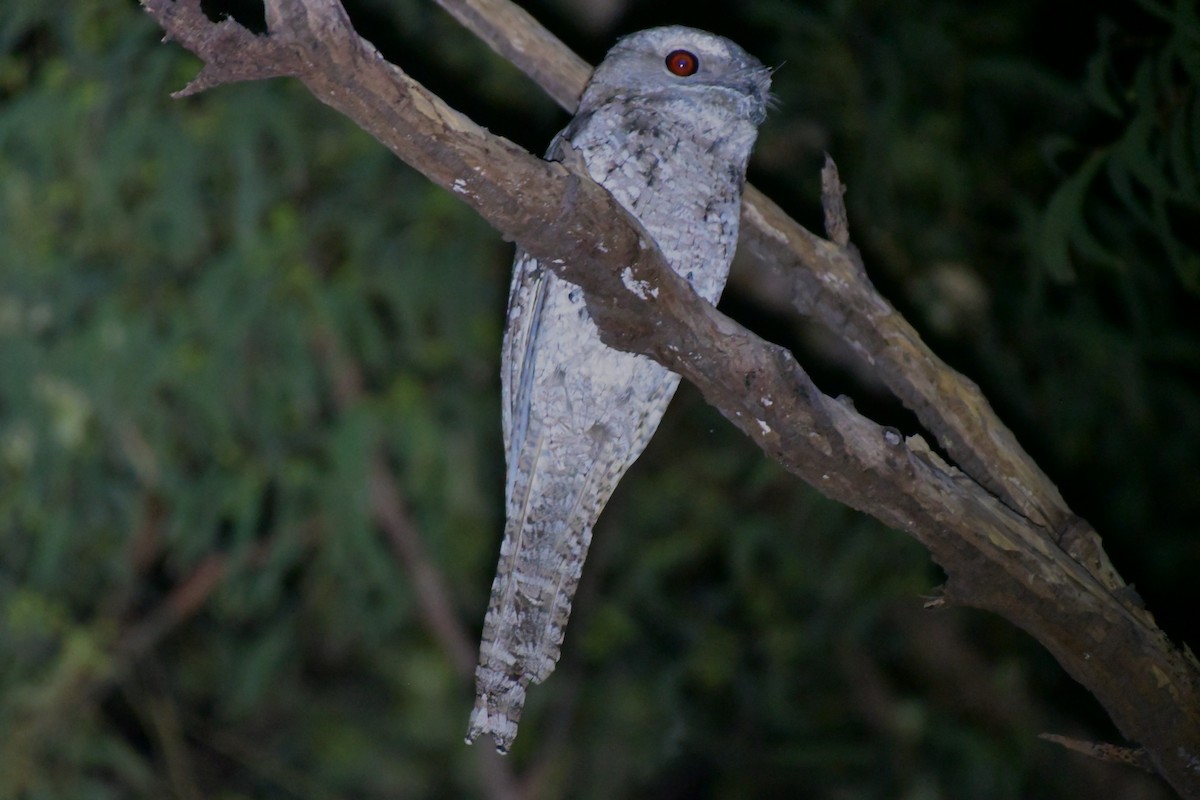 Papuan Frogmouth - ML624576283