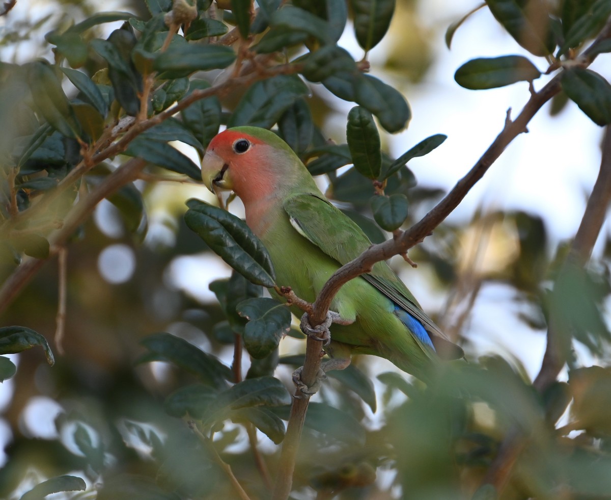 Rosy-faced Lovebird - ML624576286