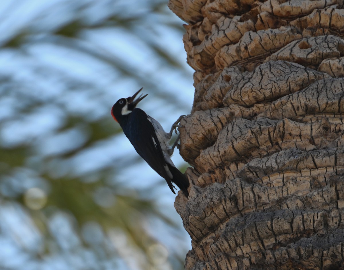 Acorn Woodpecker - ML624576287