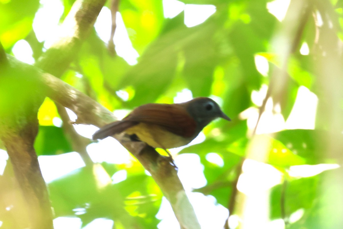 Chestnut-winged Babbler - ML624576288