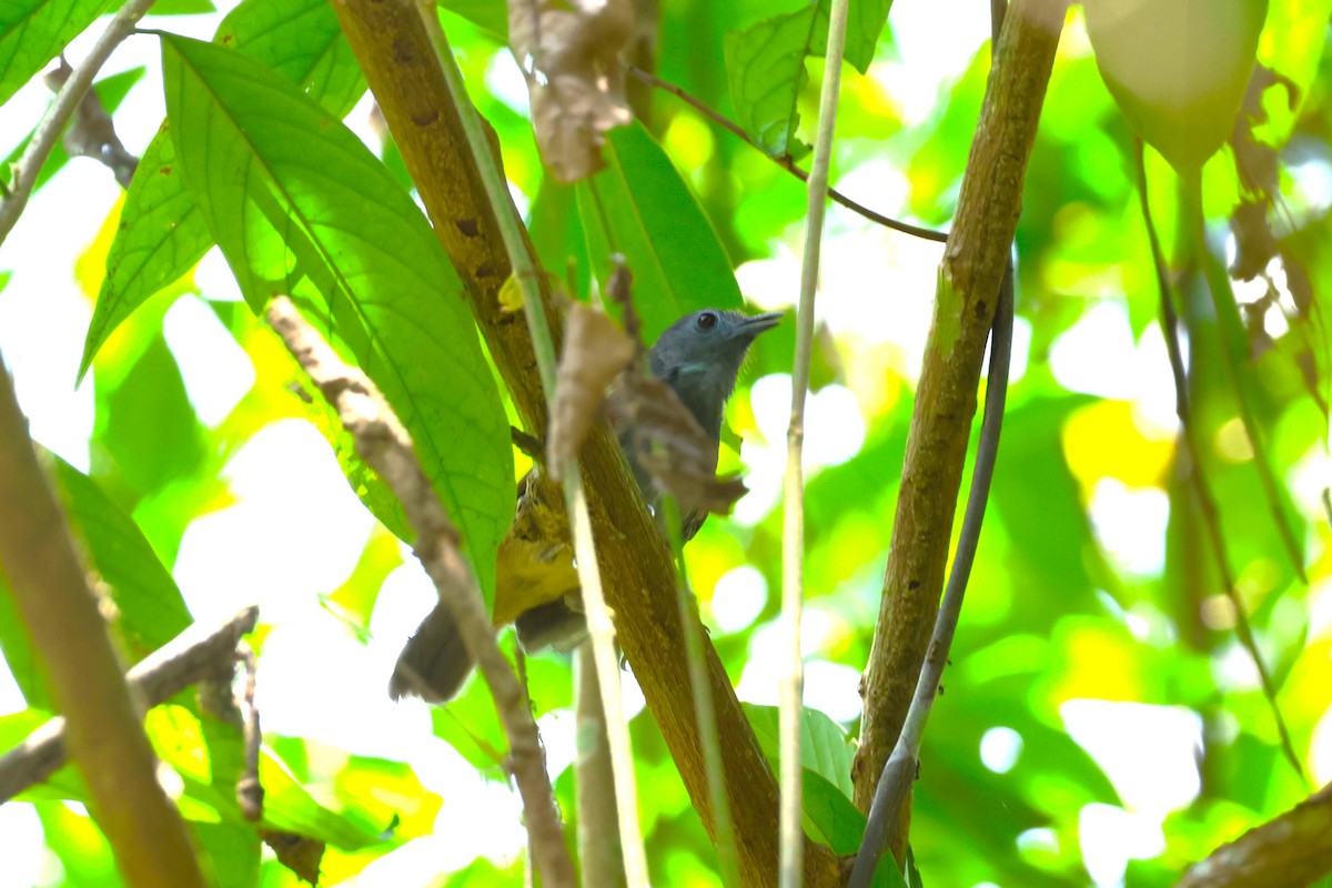 Chestnut-winged Babbler - ML624576289