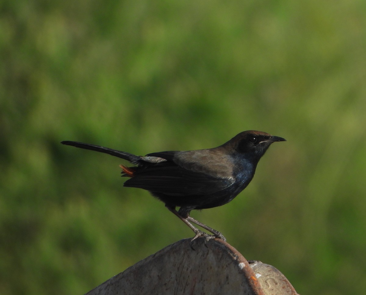 Indian Robin - ML624576291