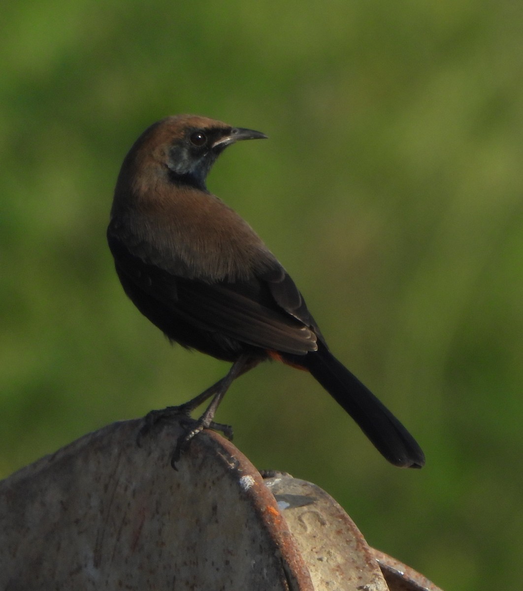 Indian Robin - ML624576292