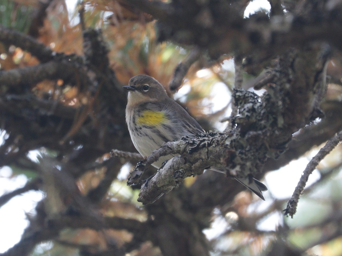 Yellow-rumped Warbler - ML624576296