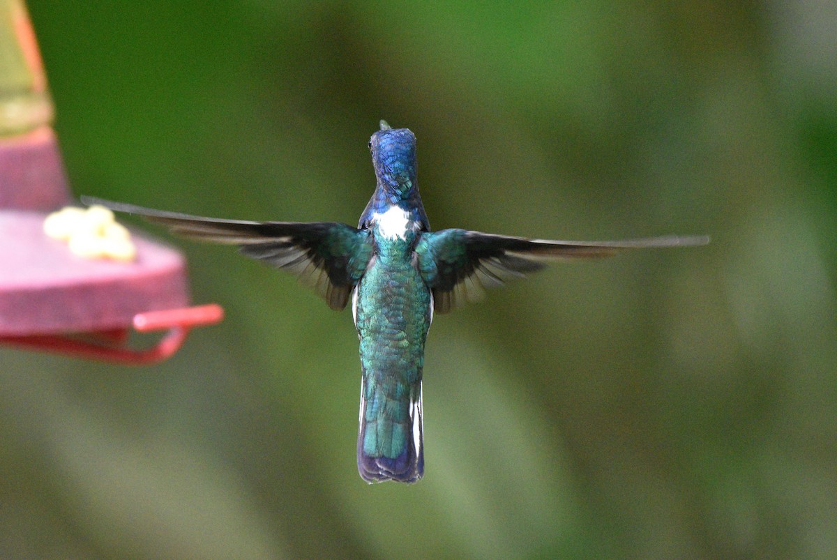 White-necked Jacobin - Siva Gopalnarayanan