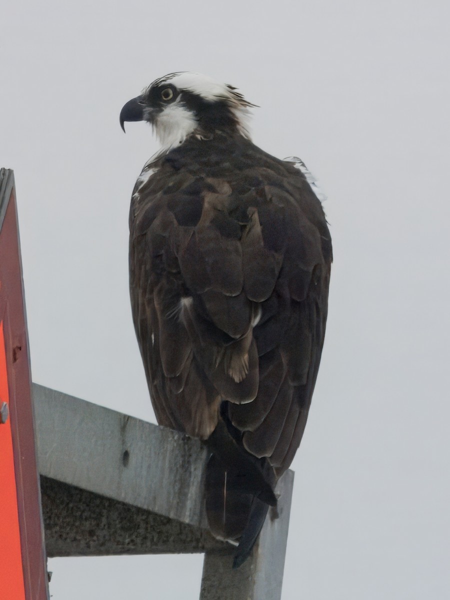 Osprey - Merryl Edelstein