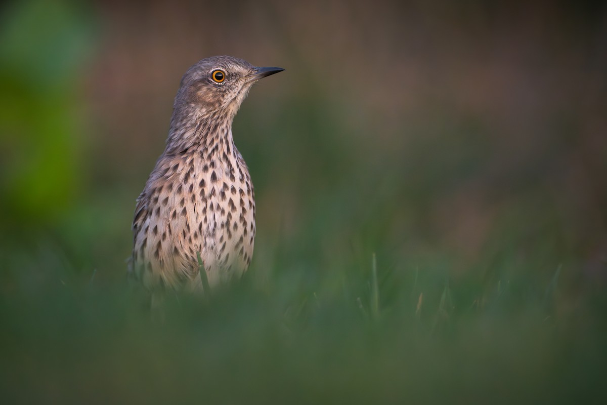 Sage Thrasher - Matt Zuro