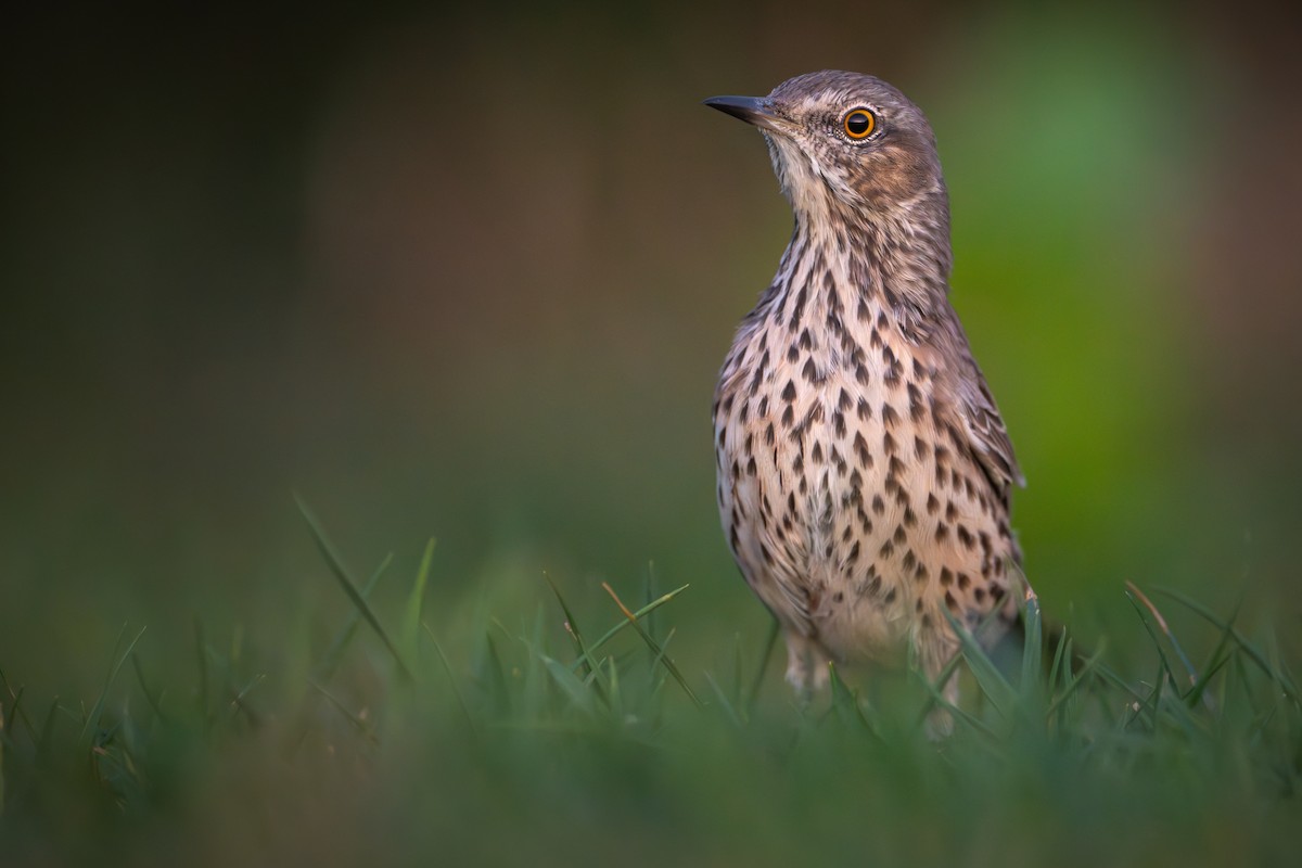 Sage Thrasher - Matt Zuro