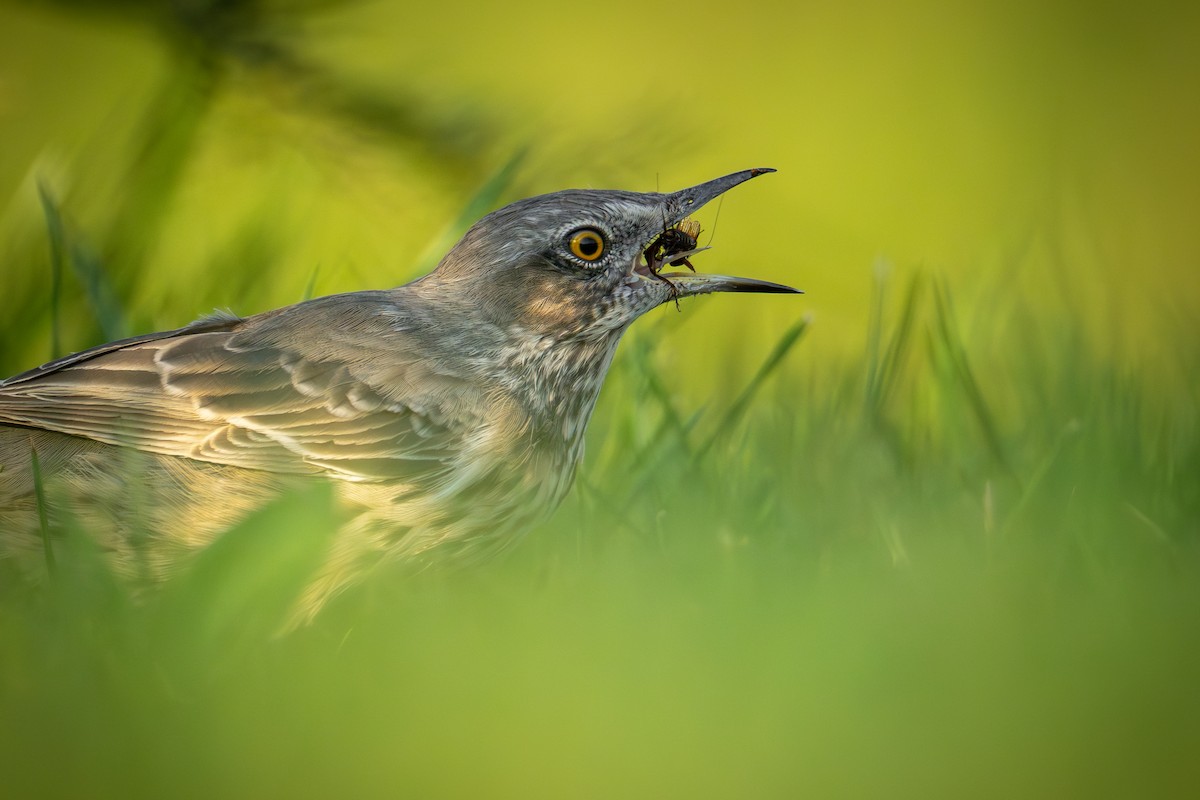 Sage Thrasher - Matt Zuro