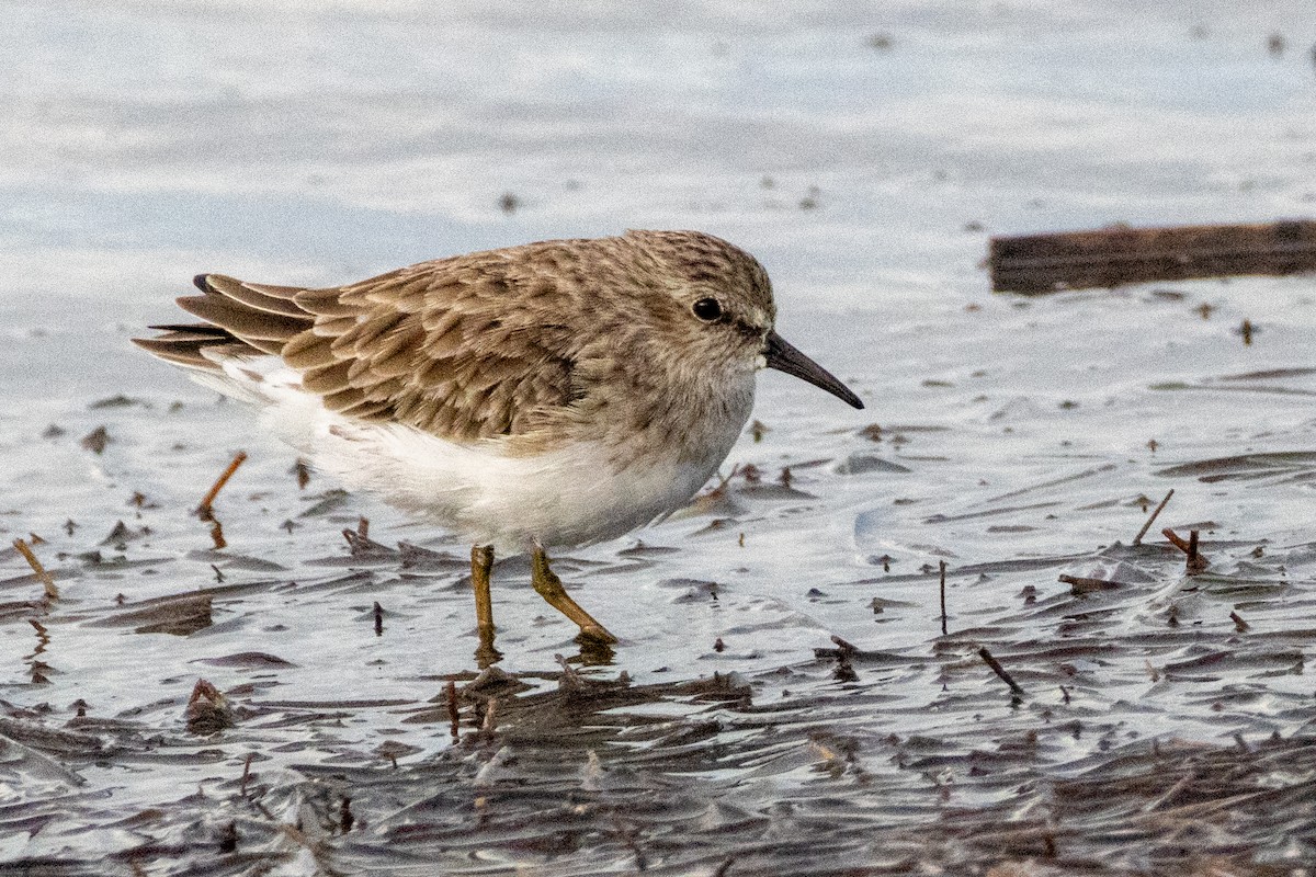 Wiesenstrandläufer - ML624576320