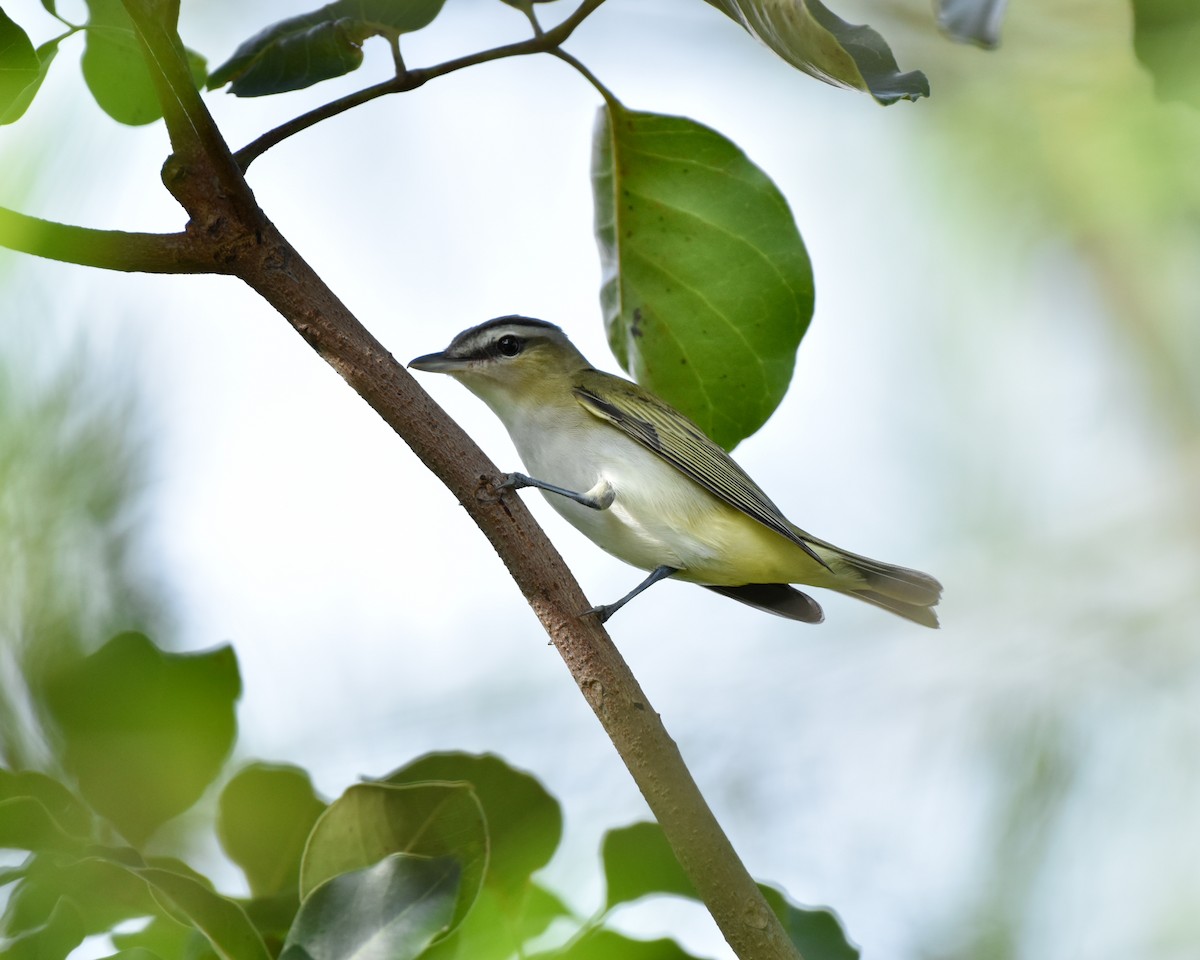 Kızıl Gözlü Vireo - ML624576322