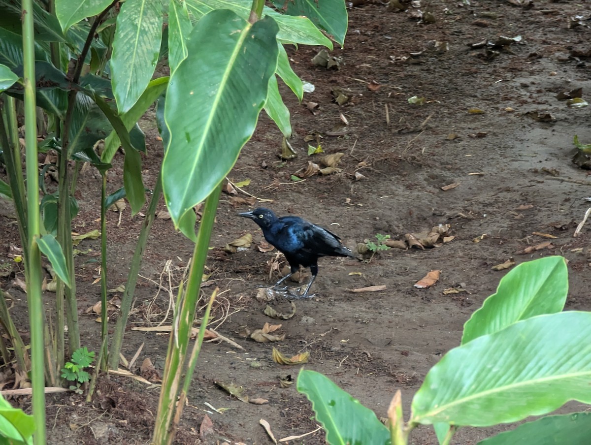 Great-tailed Grackle - Pablo Sanchez