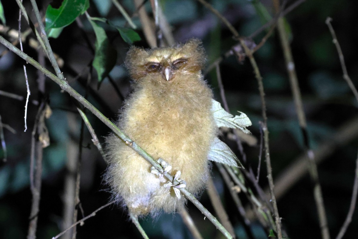 Reddish Scops-Owl - 志民 蘇