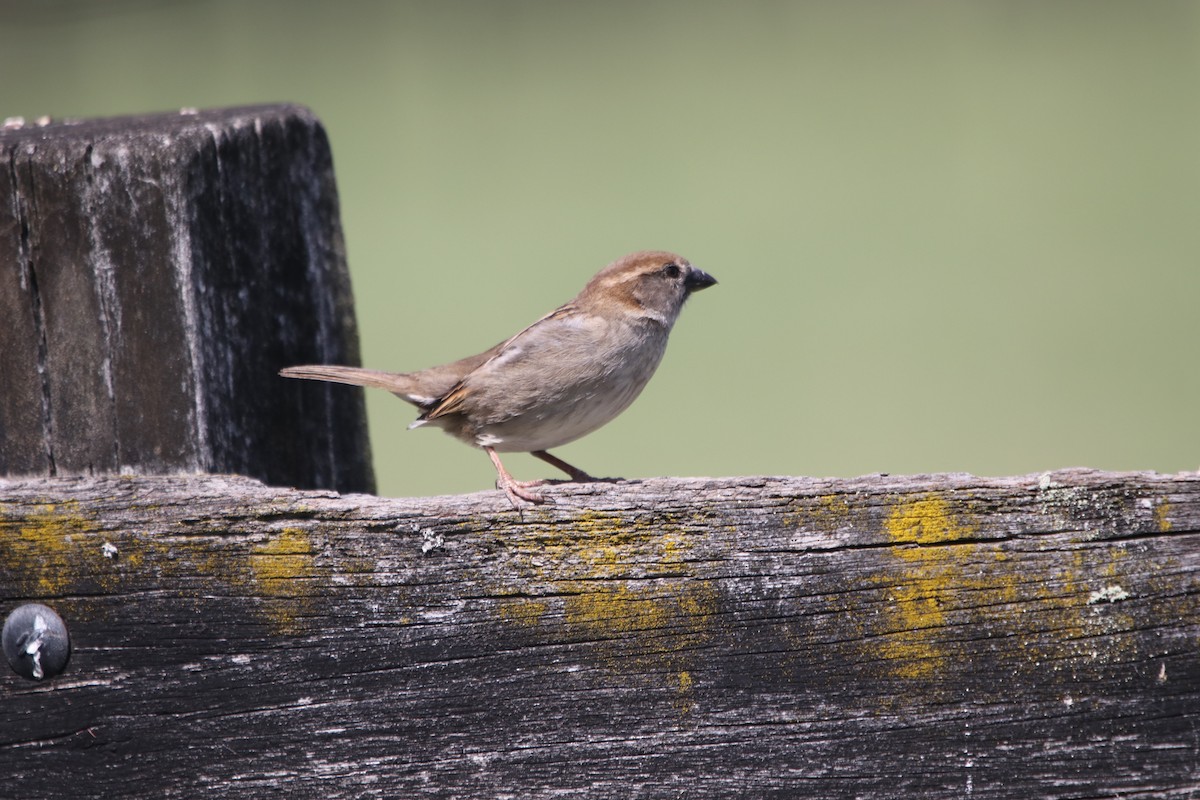 House Sparrow - ML624576351