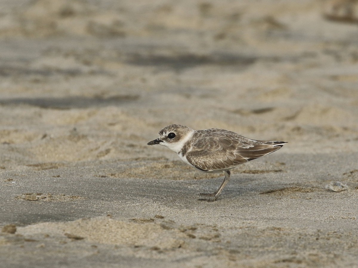 Snowy Plover - Russ Morgan