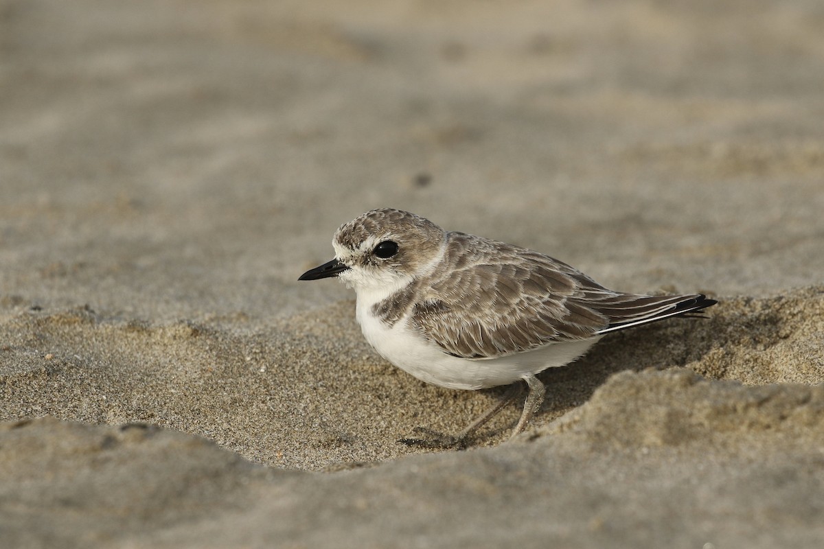 Snowy Plover - ML624576368