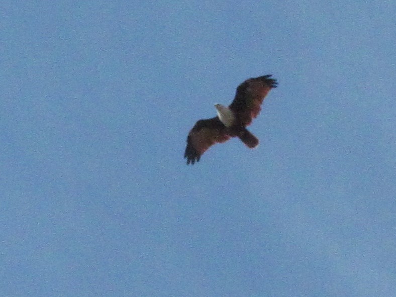 Brahminy Kite - Tony Martin