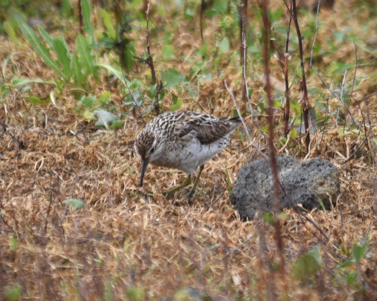 Sharp-tailed Sandpiper - ML624576380