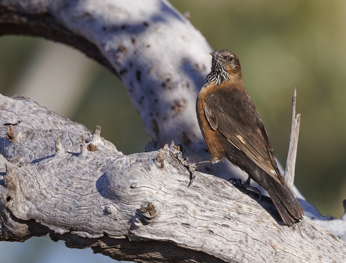 Black-tailed Treecreeper - ML624576381